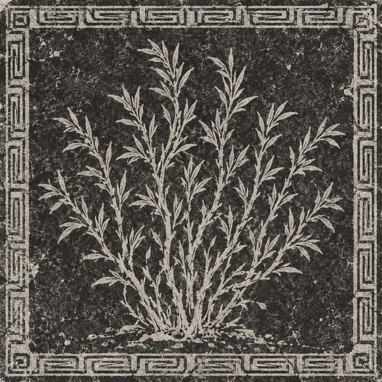 沙柳
